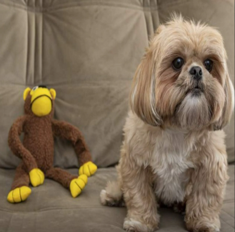 Brinquedo de Pelúcia para Cachorros - Macaco AUmigão